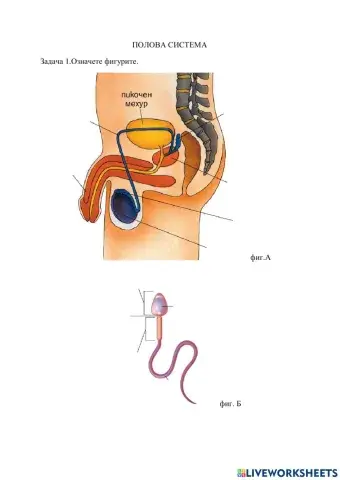 Полова система