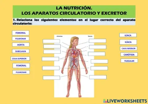 La función de nutrición