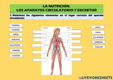 La función de nutrición