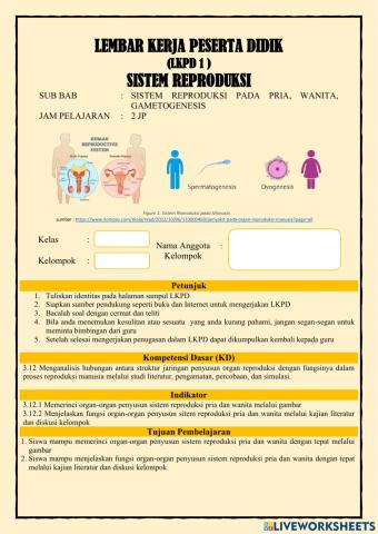 Struktur dan Organ Sistem Reproduksi Manusia