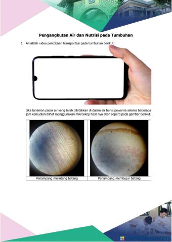 Transportasi pada Tumbuhan