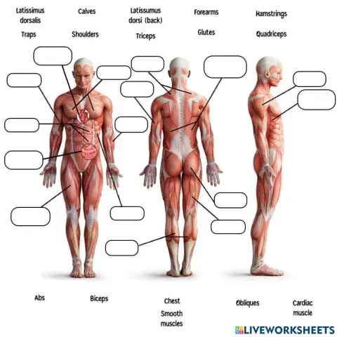 Muscles in Our Body