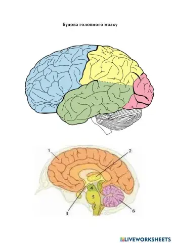 Головний мозок