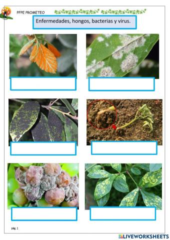 Hongos y enfermedades