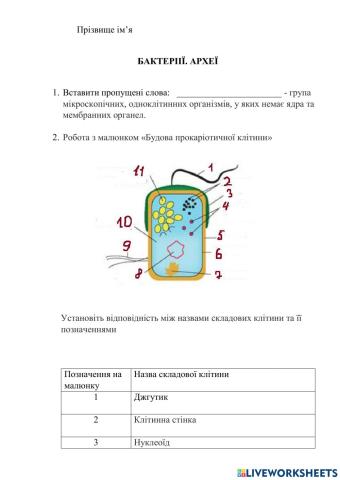 Бактерії. Археї