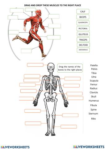 Bones & Muscles