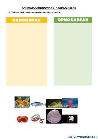 Animalia ornodunak eta ornogabeak