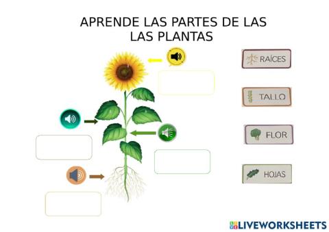 Partes de la planta