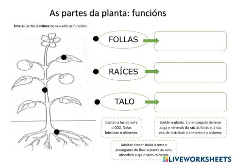 As partes das plantas: funcións