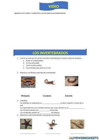 Animales Invetebrados