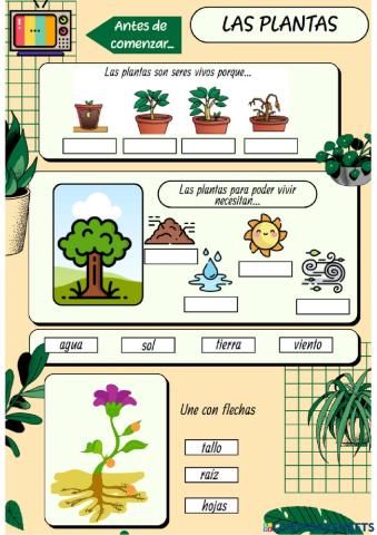 Las plantas