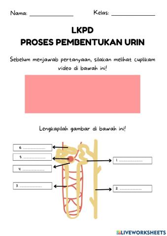 Lkpd proses pembentukan urine