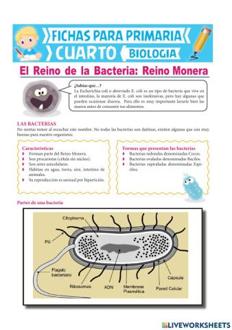 El reino de la bacteria