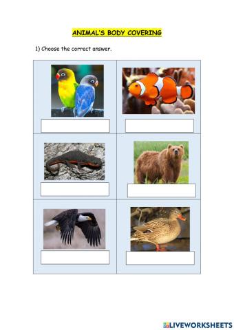 Animals Body Covering