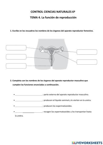 Prueba de la reproducción