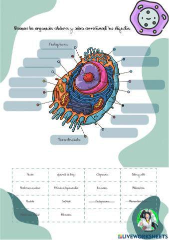 Ficha célula y tejidos