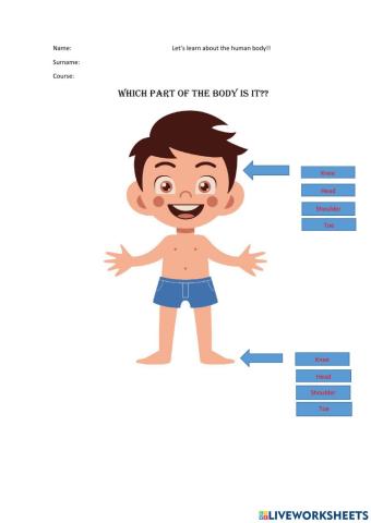 Select the correct part of the body