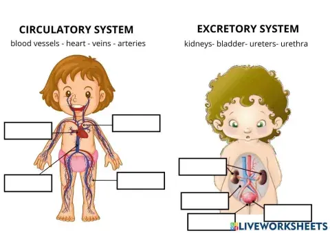 Body systems