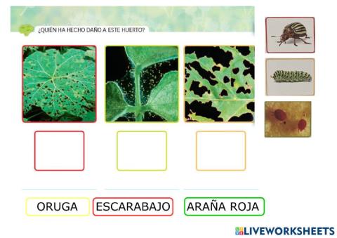 Animales que dañan el huerto