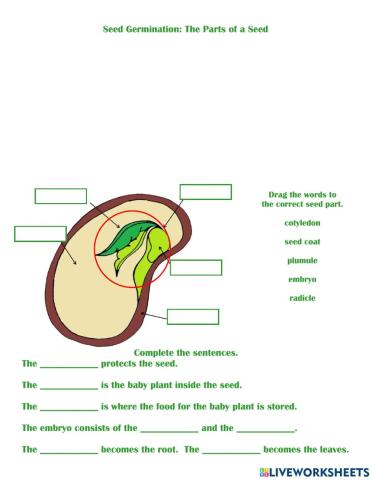 Seeds and Seed Germination