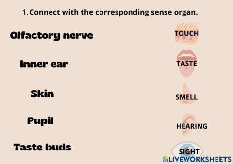 5 senses
