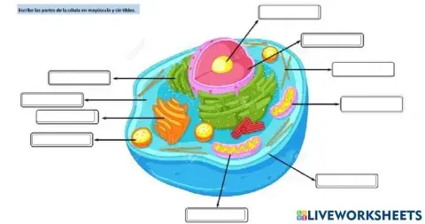 Partes de la celula
