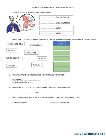Respiratory system 2