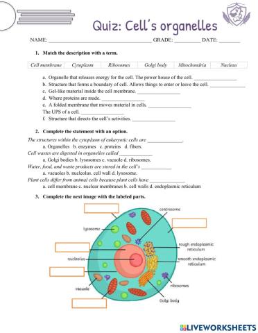 Quiz: Cell's organelles