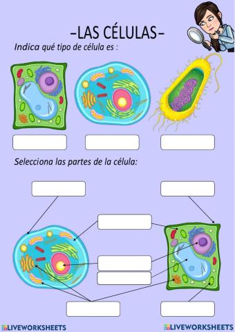 Las células