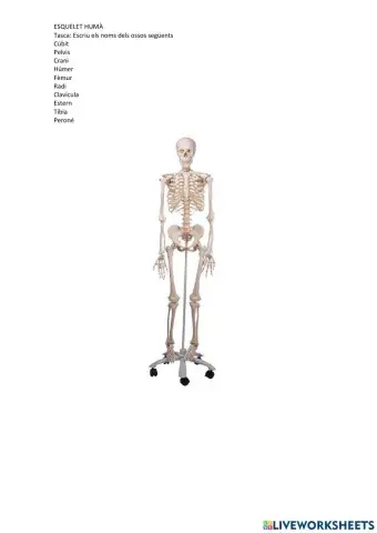 L'esquelet humà