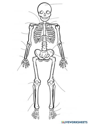 El cuerpo en movimiento