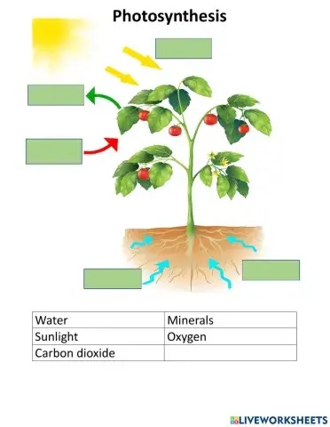 Photosynthesis