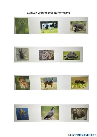 Animals vertebrats i invertebrats