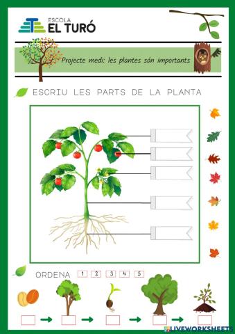 Parts de les plantes