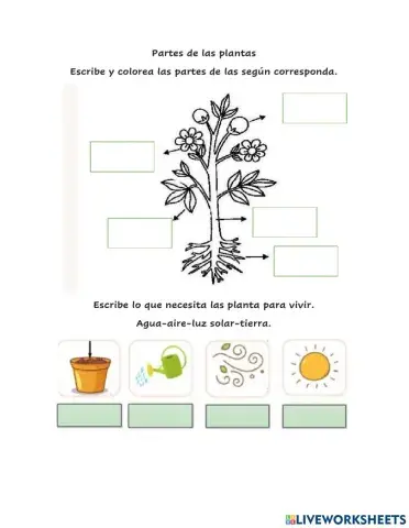 Las plantas y sus partes