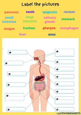 Digestive and Respiratory systems