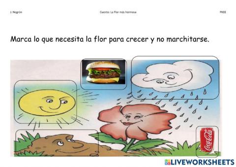 Cuento: La Flor más hermosa