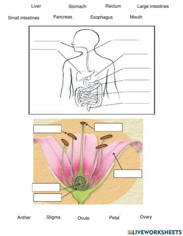 Digestive System & Flower Parts