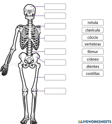 Huesos principales de la persona