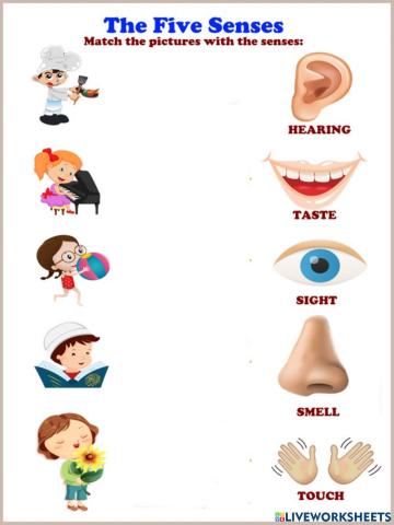 The five senses