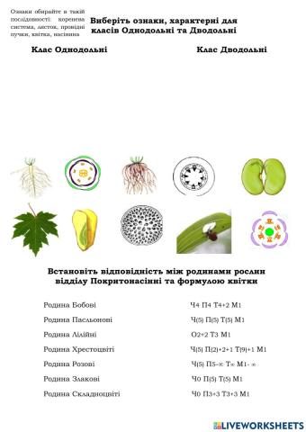 Різноманітність квіткових рослин