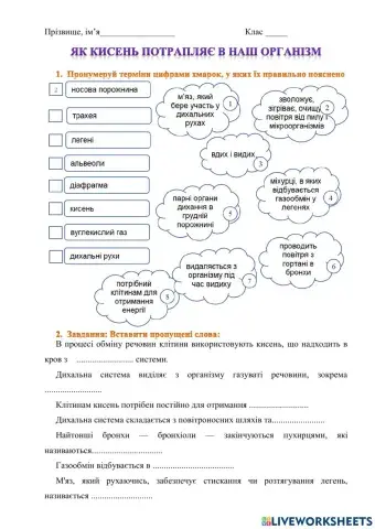 Як кисень потрапляє в наш організм