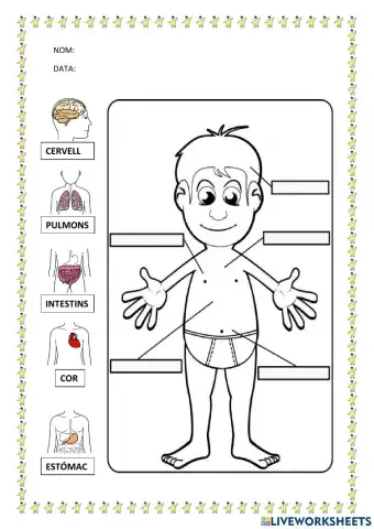 Organs del cos humà