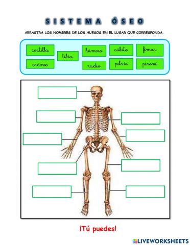 Identifica los huesos principales del sistema óseo