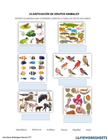 Clasificación de grupos animales