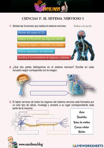 Ciencias 5º. El sistema nervioso I
