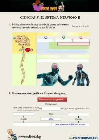 Ciencias 5º. El sistema nervioso II