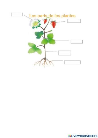 Parts de les plantes