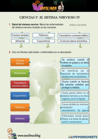 Ciencias 5º. El sistema nervioso IV