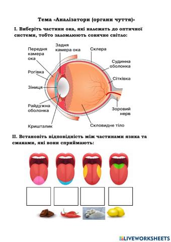 Аналізатори (органи чуття)
